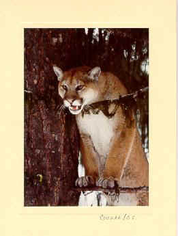 cougar and fox sounds